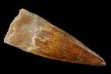 2.17" Real Spinosaurus Tooth - Excellent Enamel and Tip - #131069-1